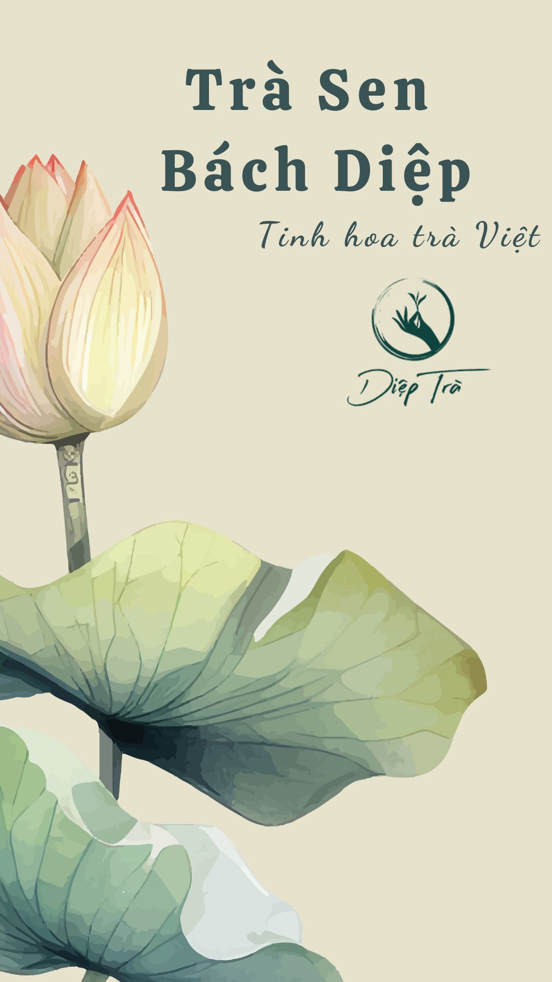 Trà Sen Bách Diệp - Diệp Trà